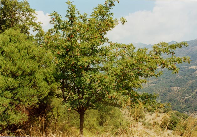  Image name: sorbo4.jpg 
 width: 630 pixel 
 height: 438 pixel 
 Size: 93380 bytes 
 Click to enlarge 